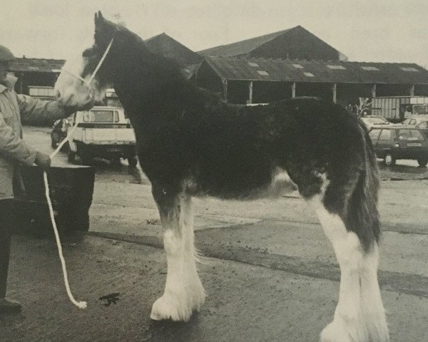 stallion Greendykes Express (Clydesdale, 1992, from Doura Sir Charles)