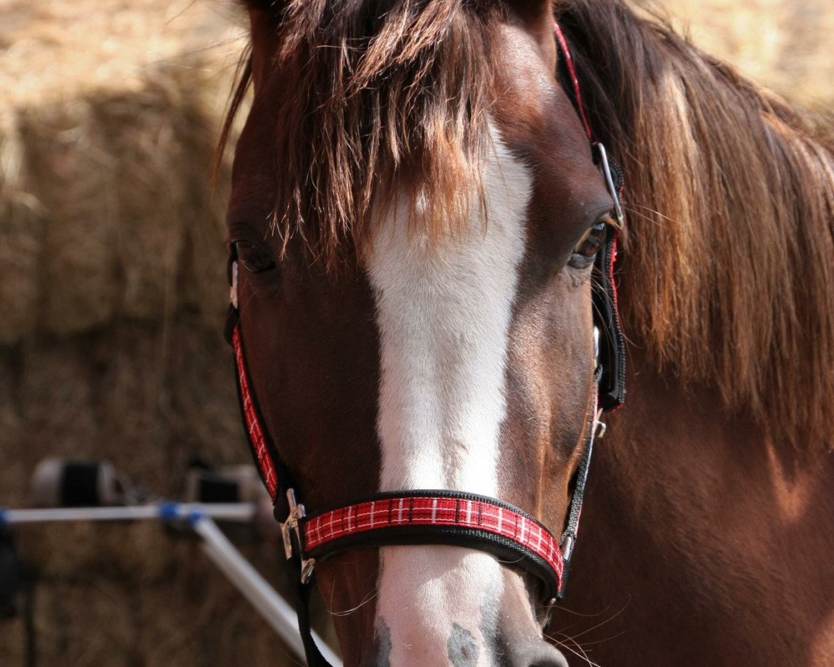 Zuchtstute Delphi (Deutsches Reitpony, 1993, von Dressman)