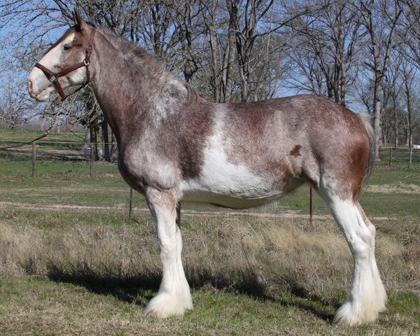 Zuchtstute Cypress Creek Satin Slippers (Clydesdale, 2004, von Maple Stone Stuart Maxton)