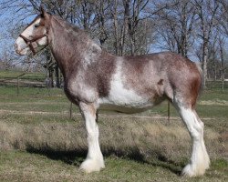 broodmare Cypress Creek Satin Slippers (Clydesdale, 2004, from Maple Stone Stuart Maxton)