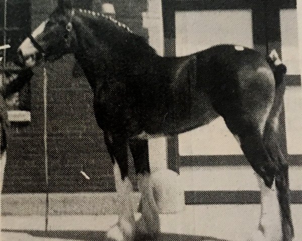 broodmare Maplewood Commodore's Judy (Clydesdale, 1983, from Solomon's Commodore)