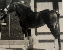 broodmare Maplewood Commodore's Judy (Clydesdale, 1983, from Solomon's Commodore)