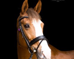 broodmare Taja Lou (Hanoverian, 2005, from Toronto)