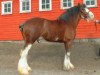 stallion Windy Ridge Mckenzie (Clydesdale, 1999, from CIE Perfection)