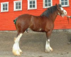 Deckhengst Windy Ridge Mckenzie (Clydesdale, 1999, von CIE Perfection)