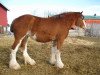 broodmare Westerdale Venus (Clydesdale, 2004, from Windy Ridge Mckenzie)