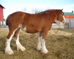 broodmare Westerdale Venus (Clydesdale, 2004, from Windy Ridge Mckenzie)