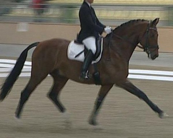 horse Aktionär (Hanoverian,  )