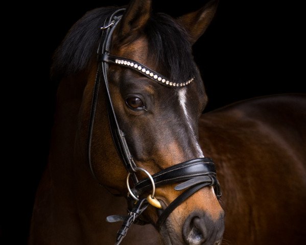 stallion Vom Besten G (German Riding Pony, 2010, from Valido's Boy)
