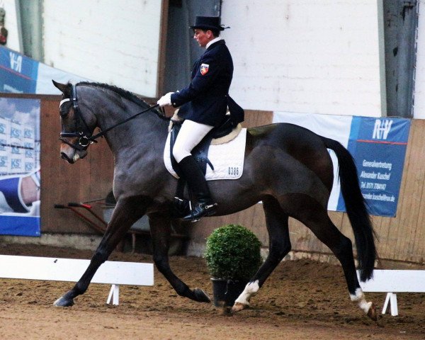 dressage horse In is In (Trakehner, 2009, from Buddenbrock)