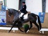 dressage horse In is In (Trakehner, 2009, from Buddenbrock)