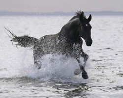 dressage horse Risandro 8 (Mecklenburg, 2011, from Riccochet)