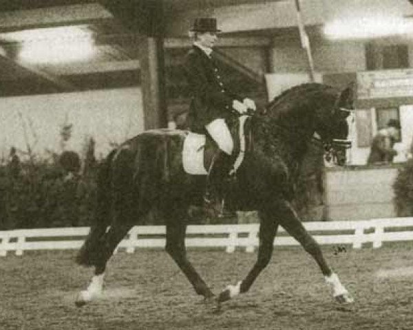 stallion Hofnar (KWPN (Royal Dutch Sporthorse), 1989, from Rex Magna xx)