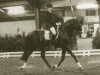 stallion Hofnar (KWPN (Royal Dutch Sporthorse), 1989, from Rex Magna xx)