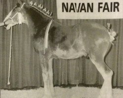 stallion Sky Classic 33215 (Clydesdale, 1999, from Westedge Exquisite Command)