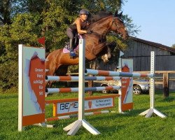 jumper Crescendo V (Czech Warmblood, 2009, from Cascavello)