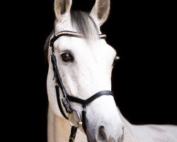 jumper Quidam Centa (Oldenburg show jumper, 2010, from Quidam Cento)