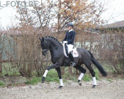 stallion Zonik One (Oldenburg, 2013, from Zonik)