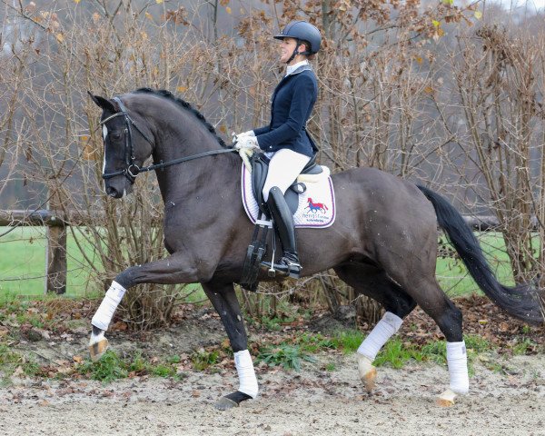 stallion Da Vinci Code 6 (Hanoverian, 2014, from Dancier)