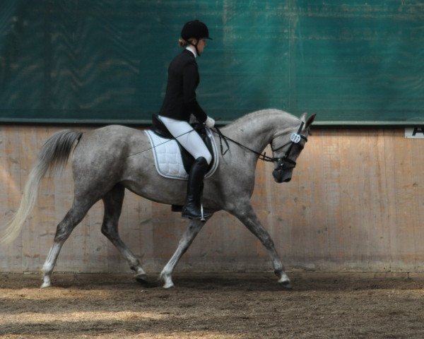 Pferd Camar Qiara ox (Vollblutaraber, 2011, von Arian Shah ox)