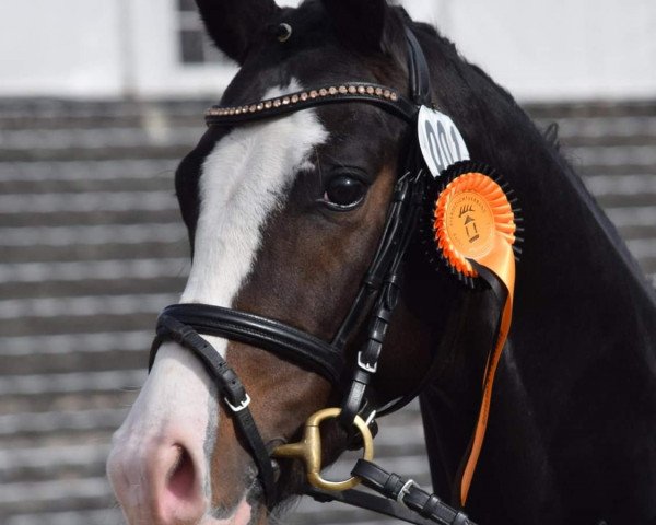 Deckhengst Fabelhafter Frechdachs (Deutsches Reitpony, 2016, von Future Dream)