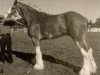 Deckhengst Boulder Bluff Cody (Clydesdale, 1984, von George W Cooper)