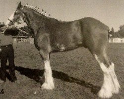 Deckhengst Boulder Bluff Cody (Clydesdale, 1984, von George W Cooper)