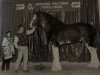 stallion Hatfield Hochtaler (Clydesdale, 1994, from Live Oak Commander)