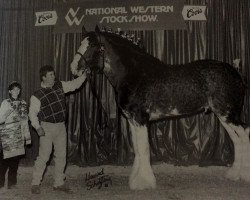 stallion Hatfield Hochtaler (Clydesdale, 1994, from Live Oak Commander)