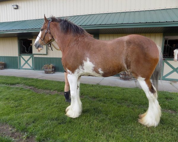 broodmare N.D.F. Forest's Scout (Clydesdale, 2004, from Willow Way Mr. Magnificent)