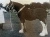 Zuchtstute Shatton Lady Di (Clydesdale, 1987, von Hillmoor Ambassador)