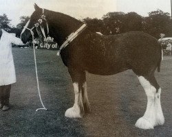 broodmare Shatton Lady Di (Clydesdale, 1987, from Hillmoor Ambassador)