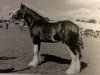 stallion Deighton Telstar (Clydesdale, 2001, from Collessie Cut Above)