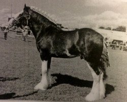 stallion Deighton Telstar (Clydesdale, 2001, from Collessie Cut Above)