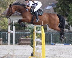 jumper Finja 123 (Hanoverian, 2008, from Fabriano)