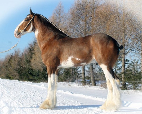 Deckhengst Stoney Creek Silver (Clydesdale, 2010, von Deighton Telstar)