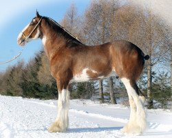 stallion Stoney Creek Silver (Clydesdale, 2010, from Deighton Telstar)