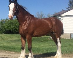 broodmare Hill Topper Hafgan's Winter (Clydesdale, 2012, from Langbank Cash)