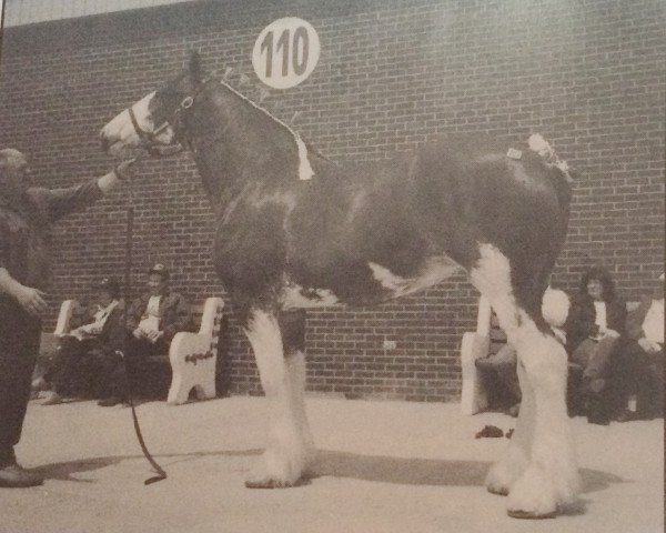 Zuchtstute Green Valley Sally (Clydesdale, 1992, von ETF Chieftain Perfection)