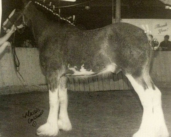 stallion Thistle Ridge Royal Blitz (Clydesdale, 2001, from Hillmoor Landmark)