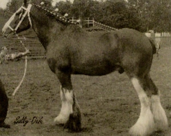 stallion Sanguine Rufus (Clydesdale, 1999, from Willow Way Victor)