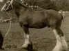 stallion Sanguine Rufus (Clydesdale, 1999, from Willow Way Victor)