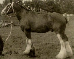 Deckhengst Sanguine Rufus (Clydesdale, 1999, von Willow Way Victor)