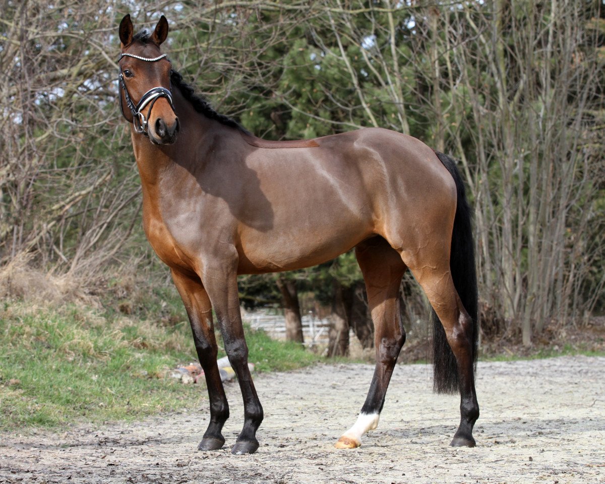 Zuchtstute Saphira Z (Deutsches Reitpony, 2013, von Nutrix)