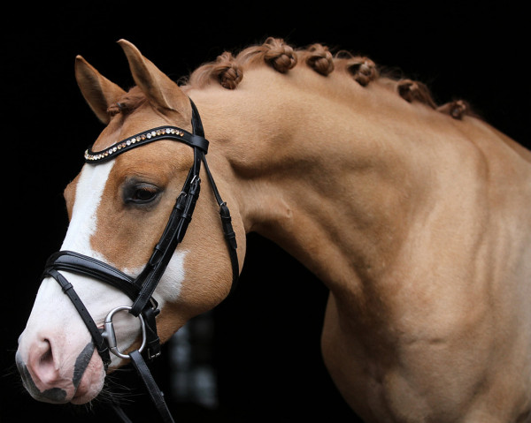 stallion Castiel MF (German Riding Pony, 2015, from Kastanienhof Cockney Cracker)