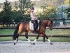 dressage horse Hennessy (Trakehner, 2012, from Adamello)