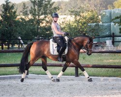 dressage horse Hennessy (Trakehner, 2012, from Adamello)