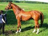 stallion Wesuwij (Russian Trakehner, 2004, from Sapad)