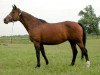 broodmare Volunge (Russian Trakehner, 1984, from Privet)