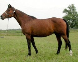 broodmare Volunge (Russian Trakehner, 1984, from Privet)